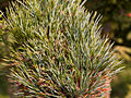 Pinus cembra Boomerang IMG_5121 (VALENTA) Sosna limba